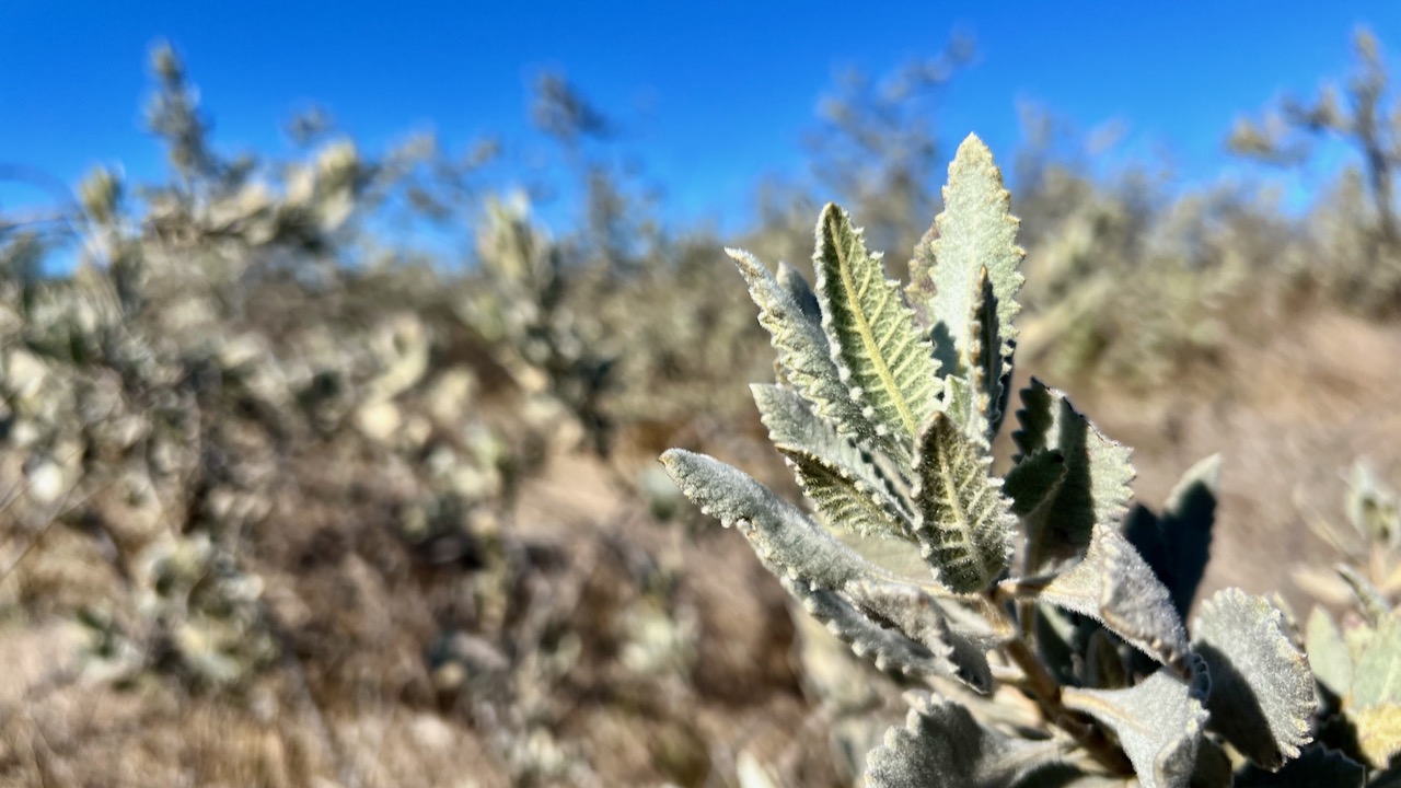 Thick-leaf yerba-santa