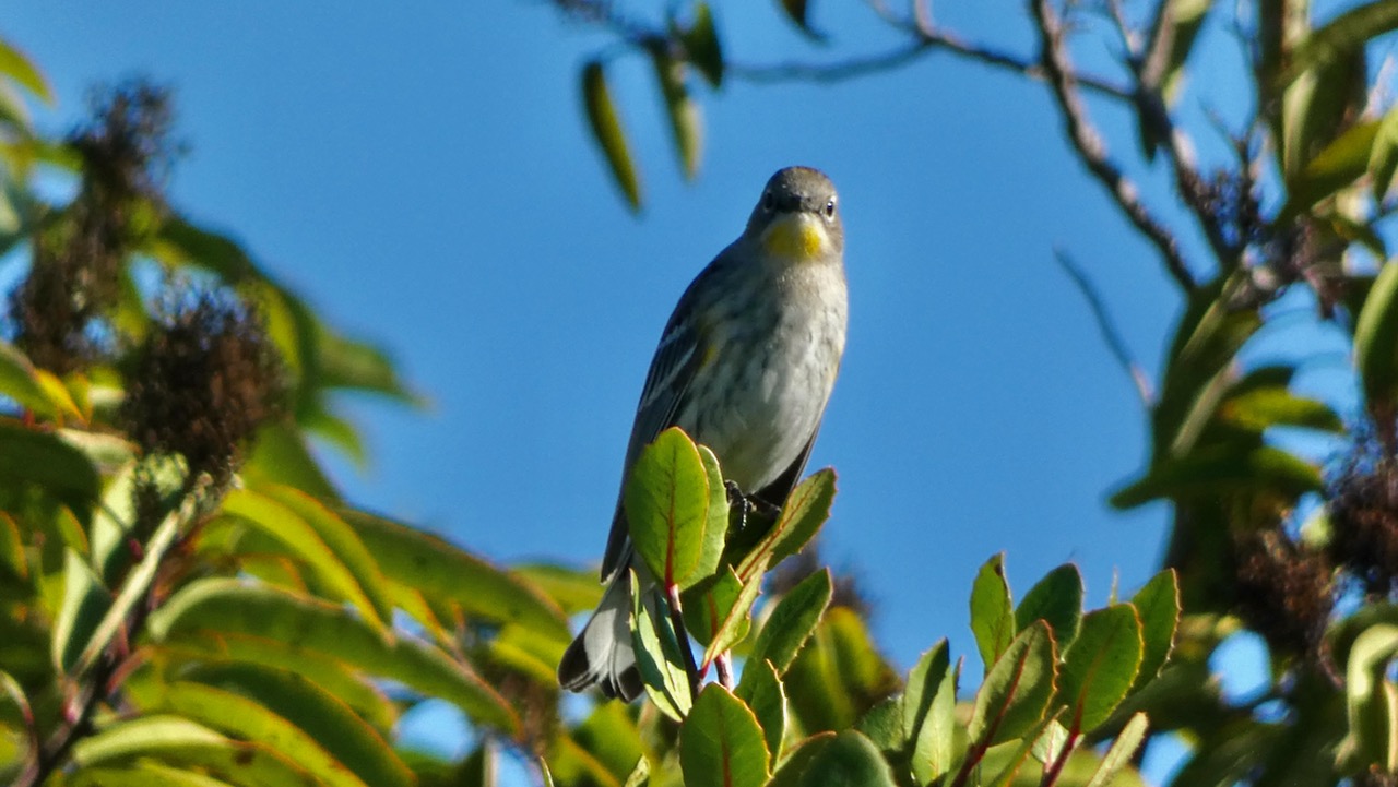 Yellow-Rumped Warbler