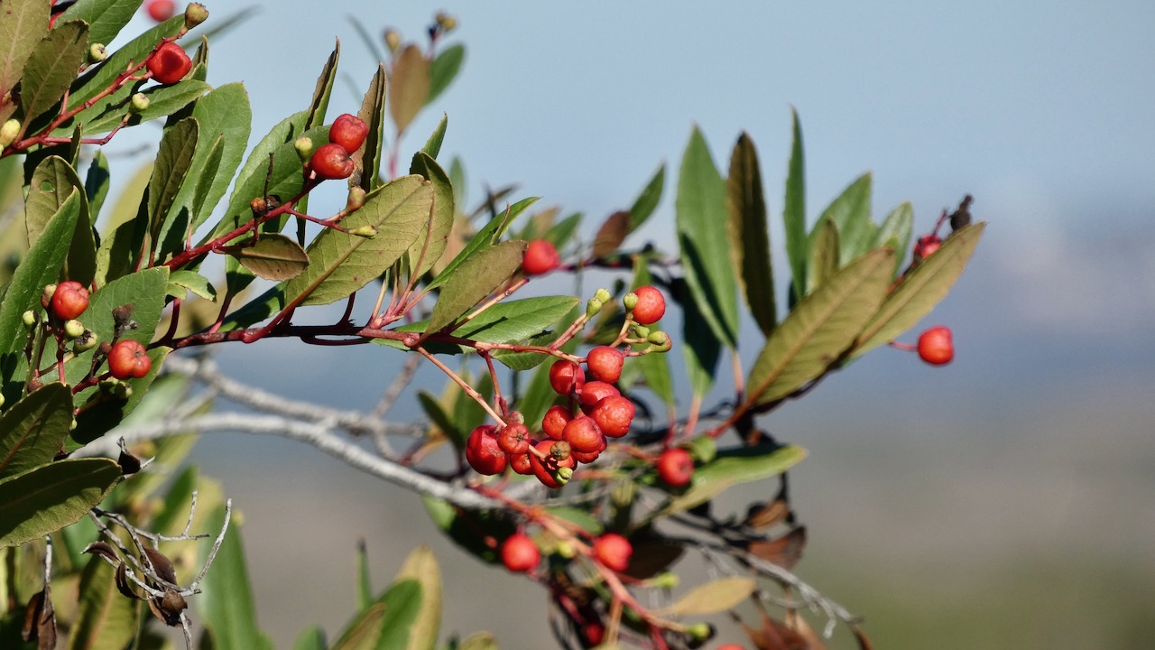 Toyon