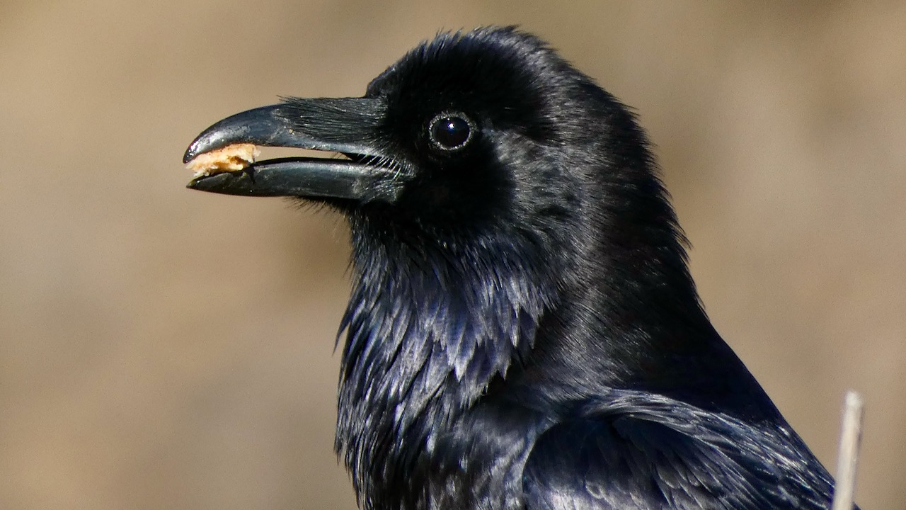 Common Raven