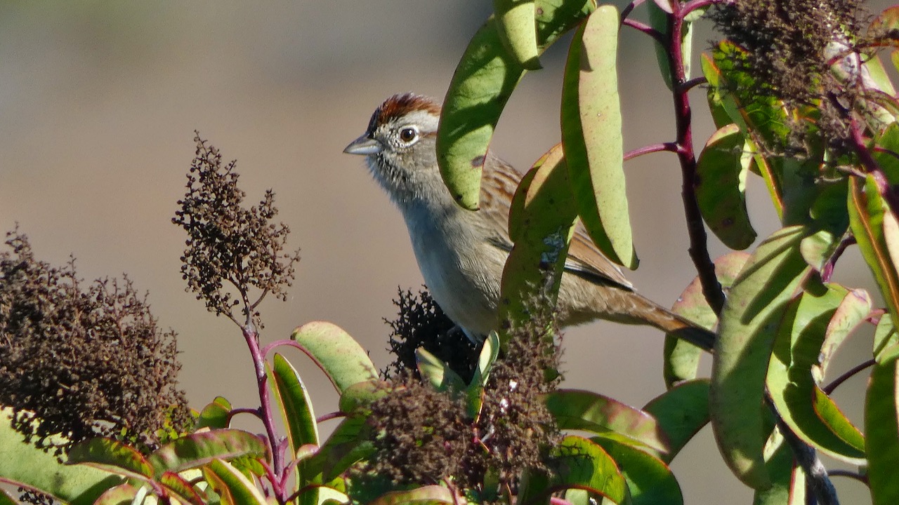 White-Crowned Sparrow