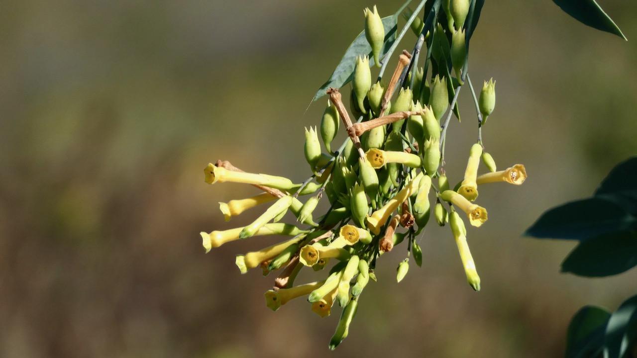 Tobacco-bush