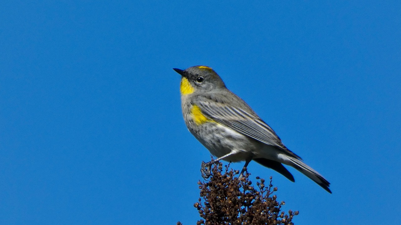 Yellow-Rumped Warbler