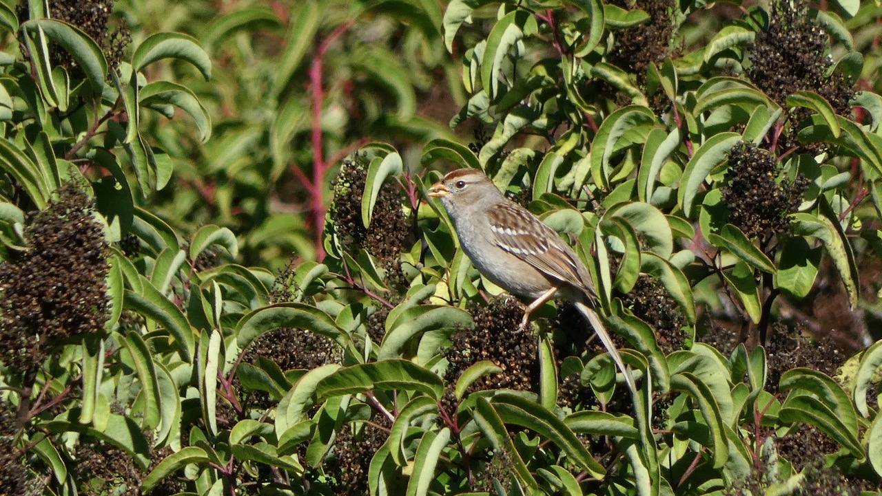 White-Crowned Sparrow