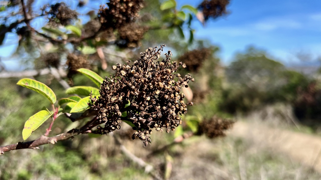 Laurel sumac