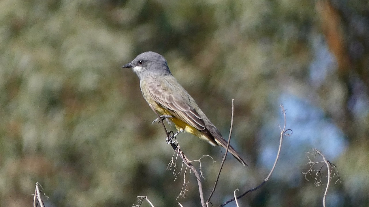 Cassin’s Kingbird