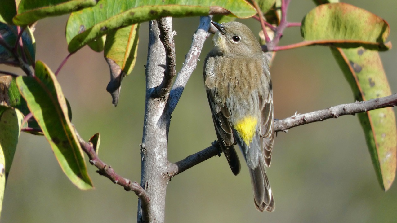 Yellow-Rumped Warbler