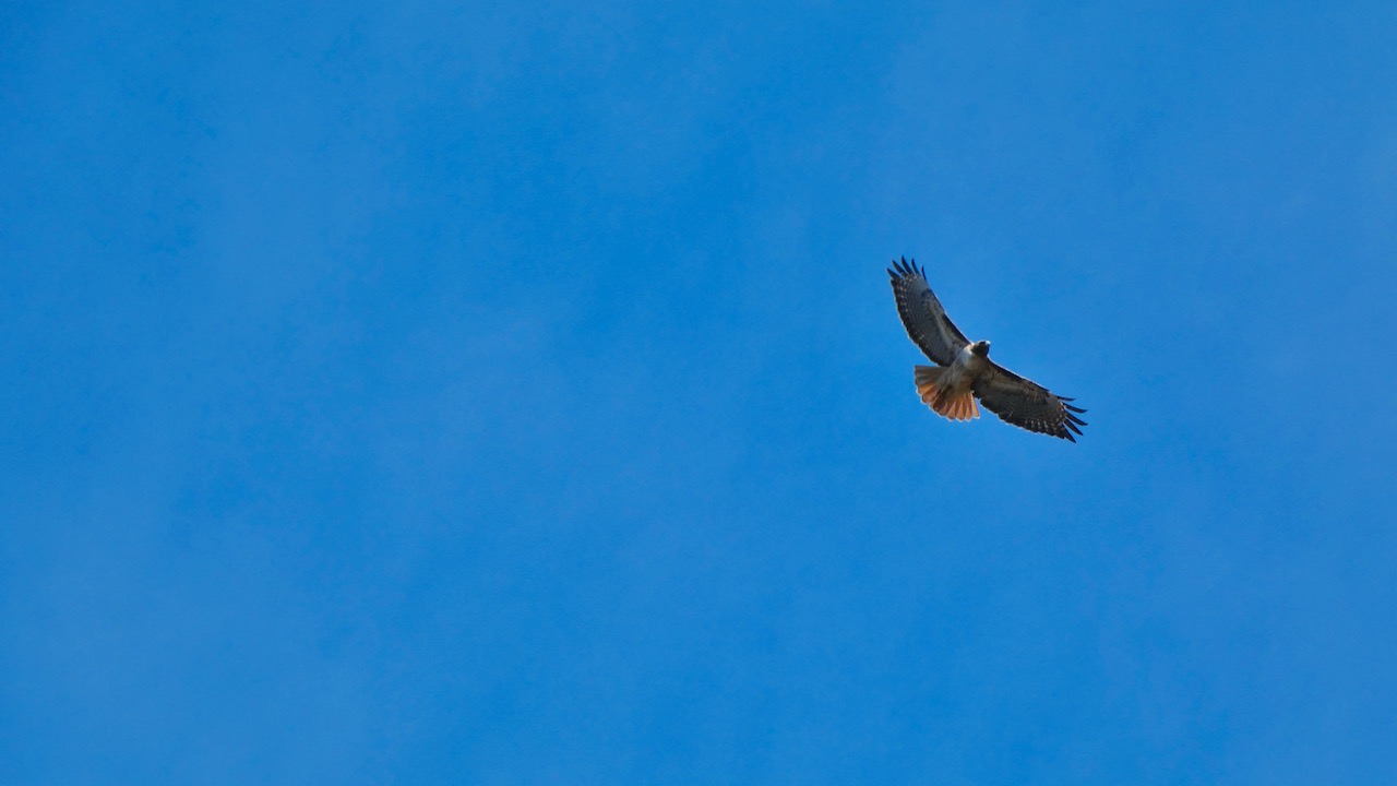 Red-Tailed Hawk