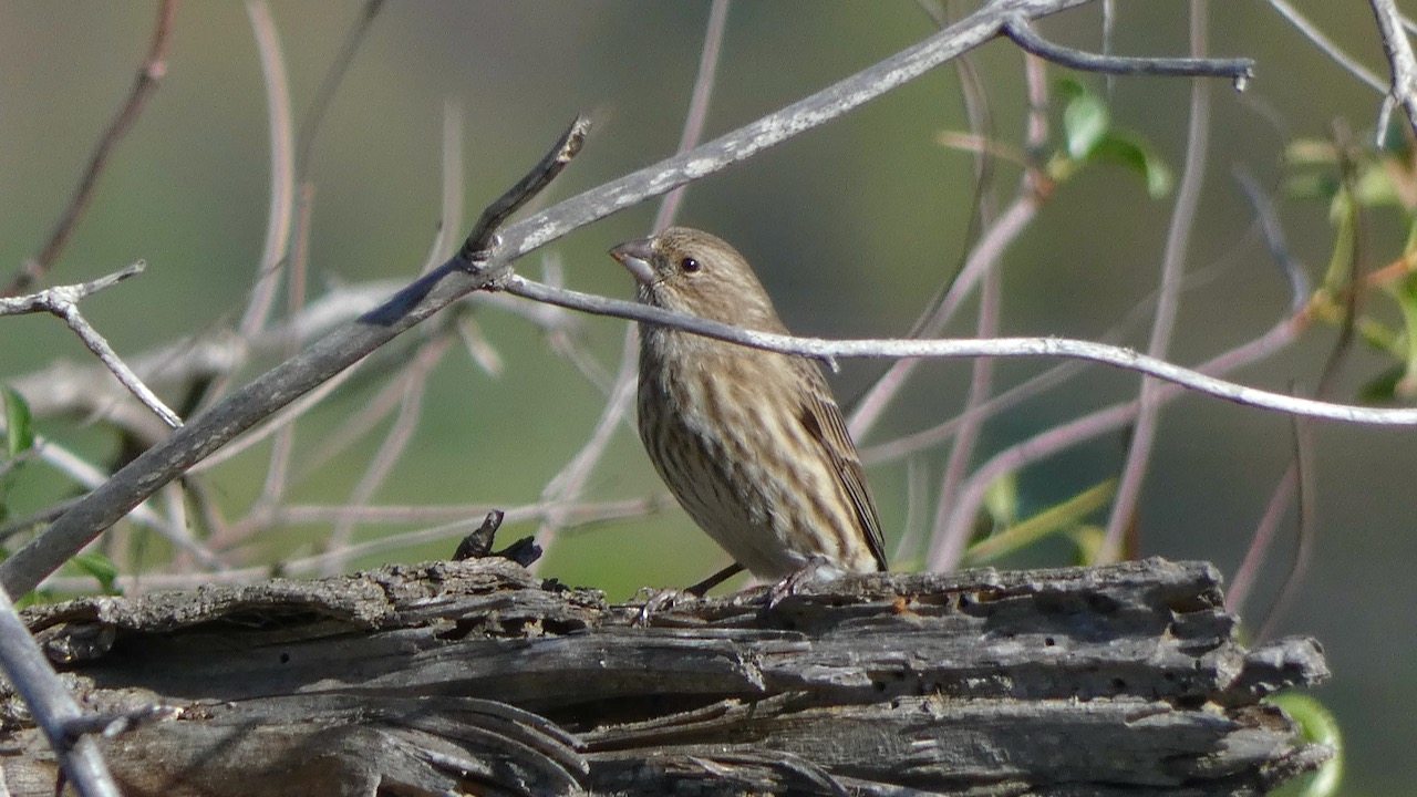 House Finch