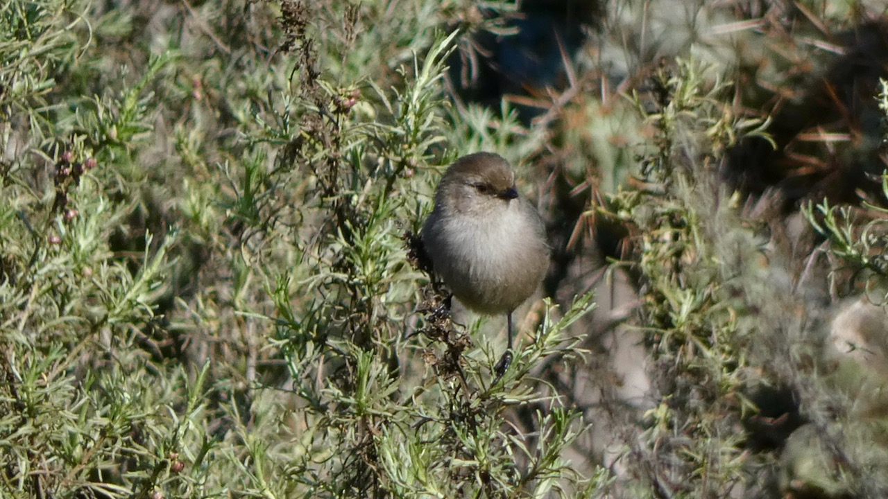 Bushtit