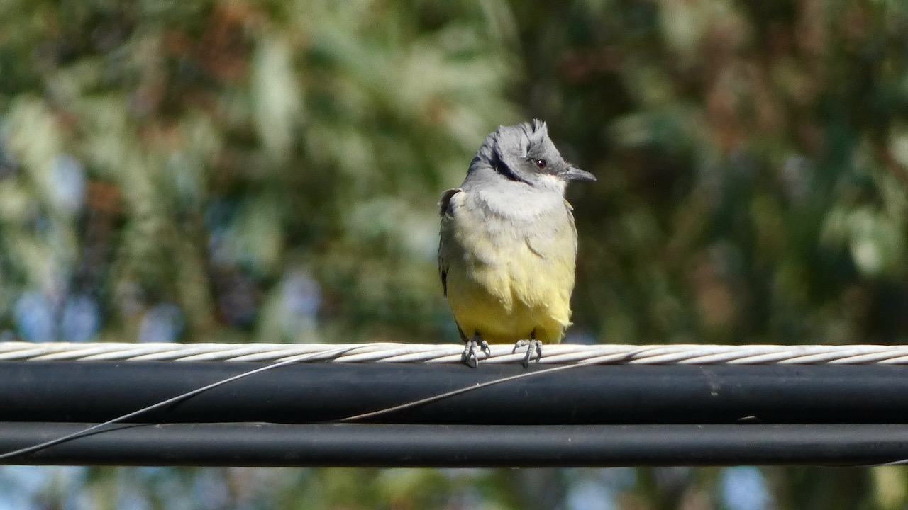 Cassin’s Kingbird