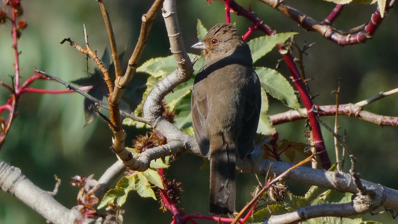 California Towhee