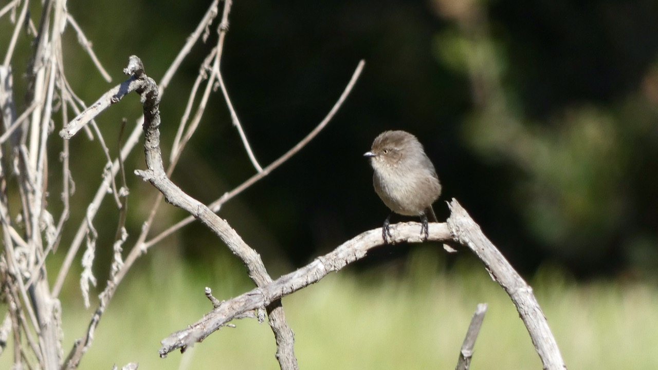 Bushtit