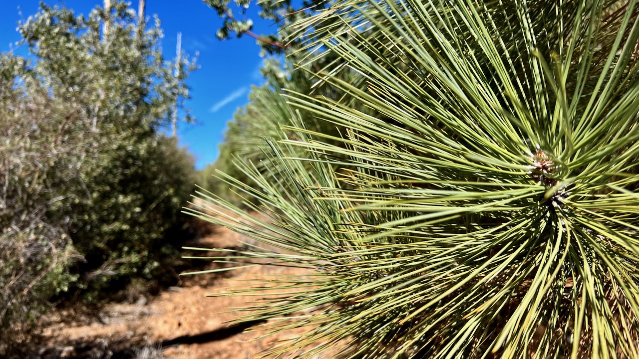 Jeffrey pine