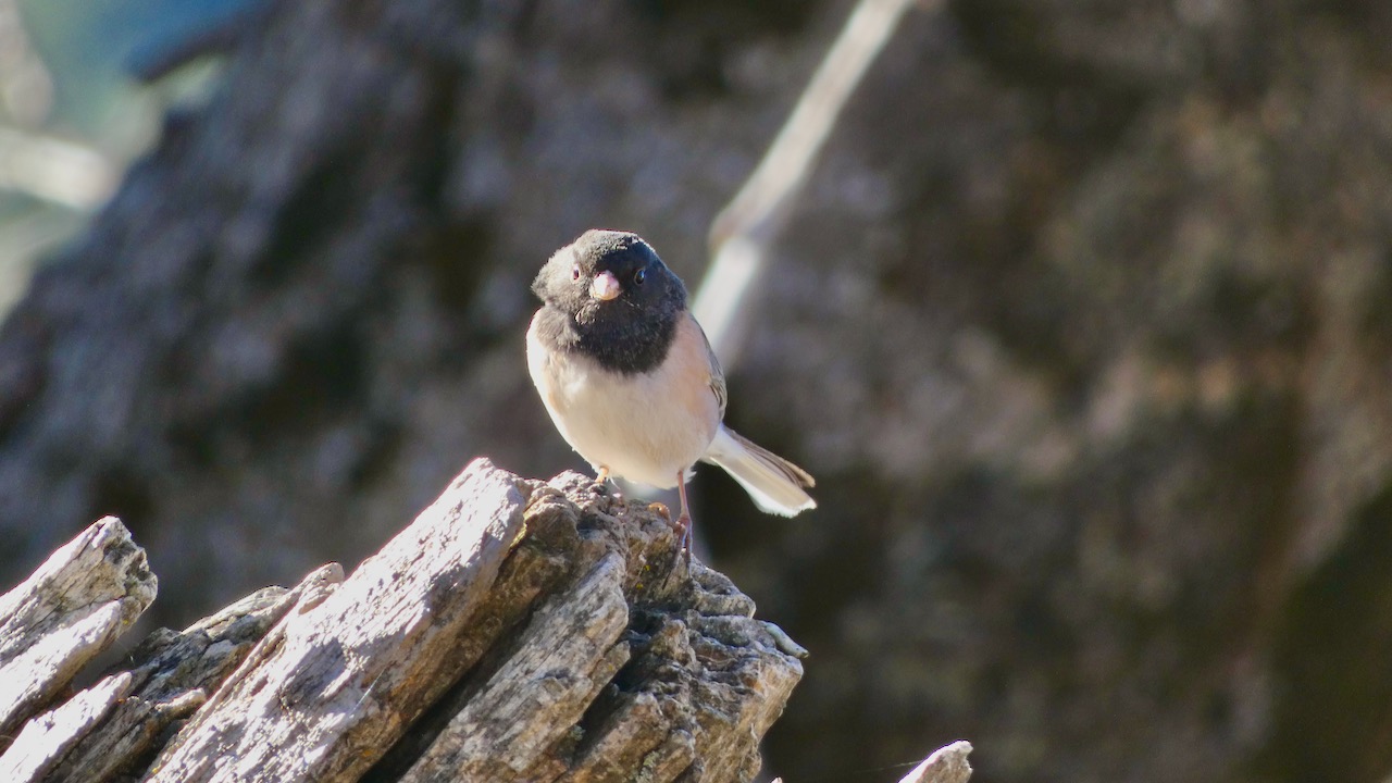 Dark-eyed Junco