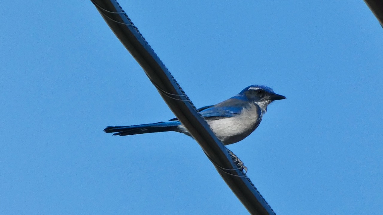 California Scrub-jay