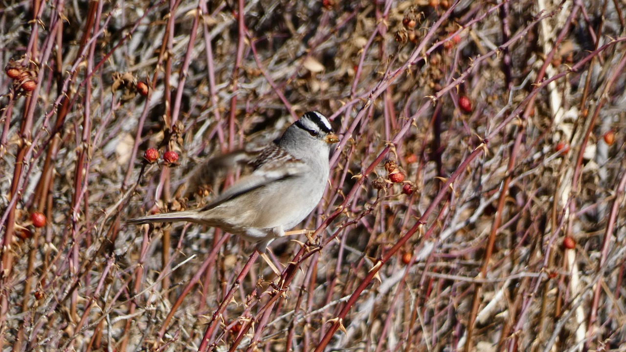 White-crowned Sparrow