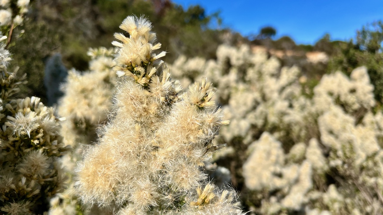 Coyotebrush