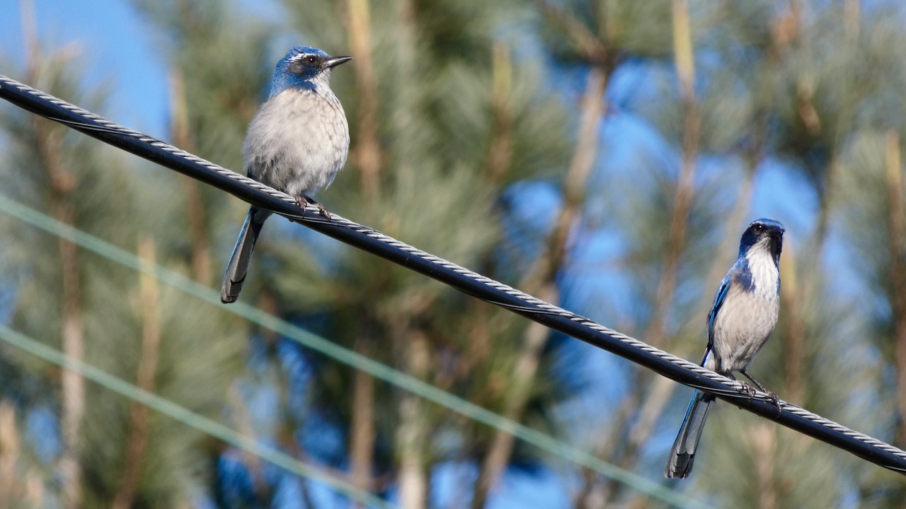 California Scrub-jays