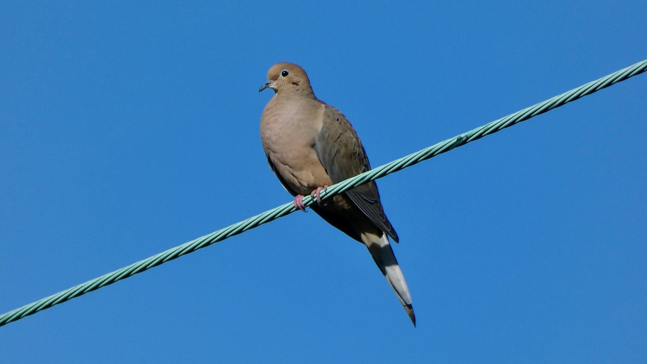 Mourning Dove