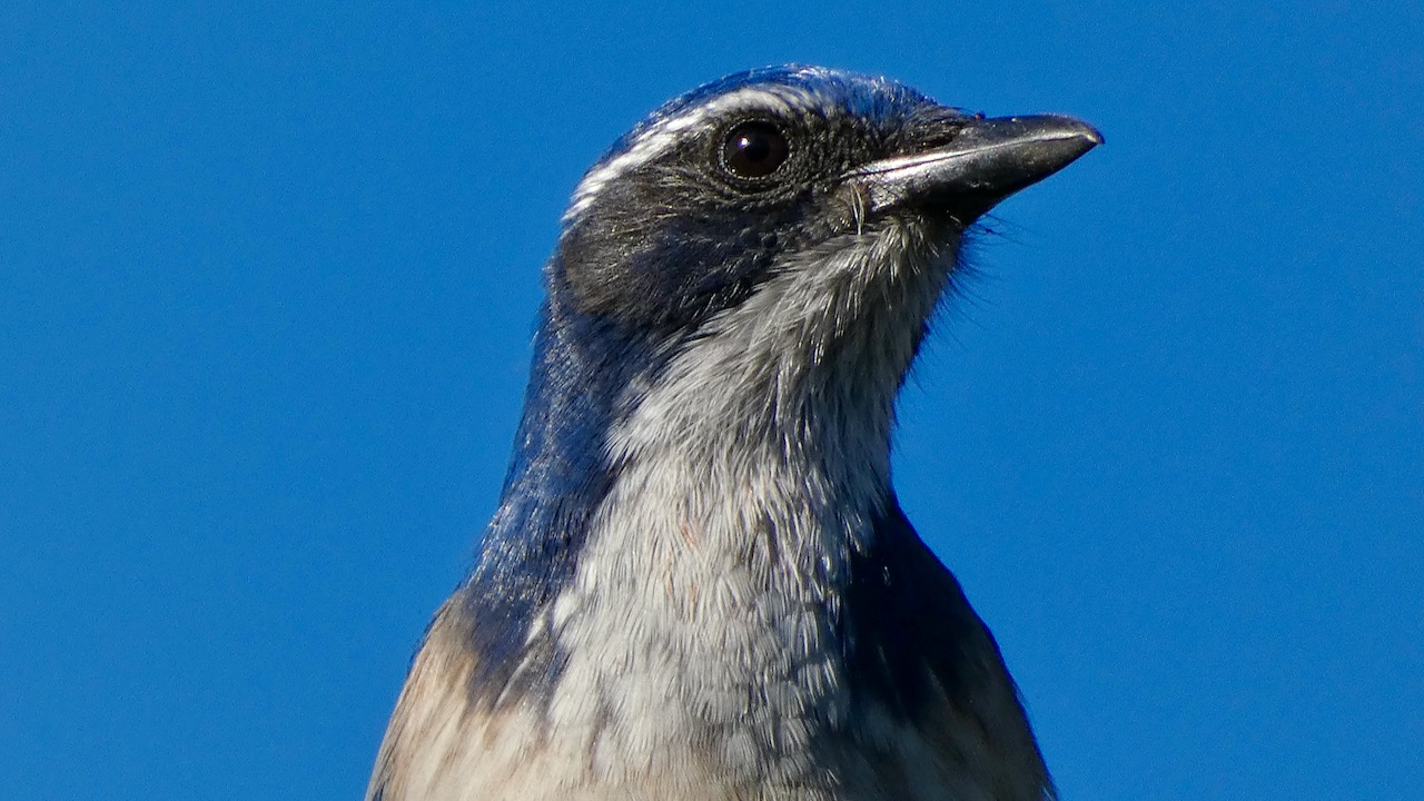 California Scrub-jay