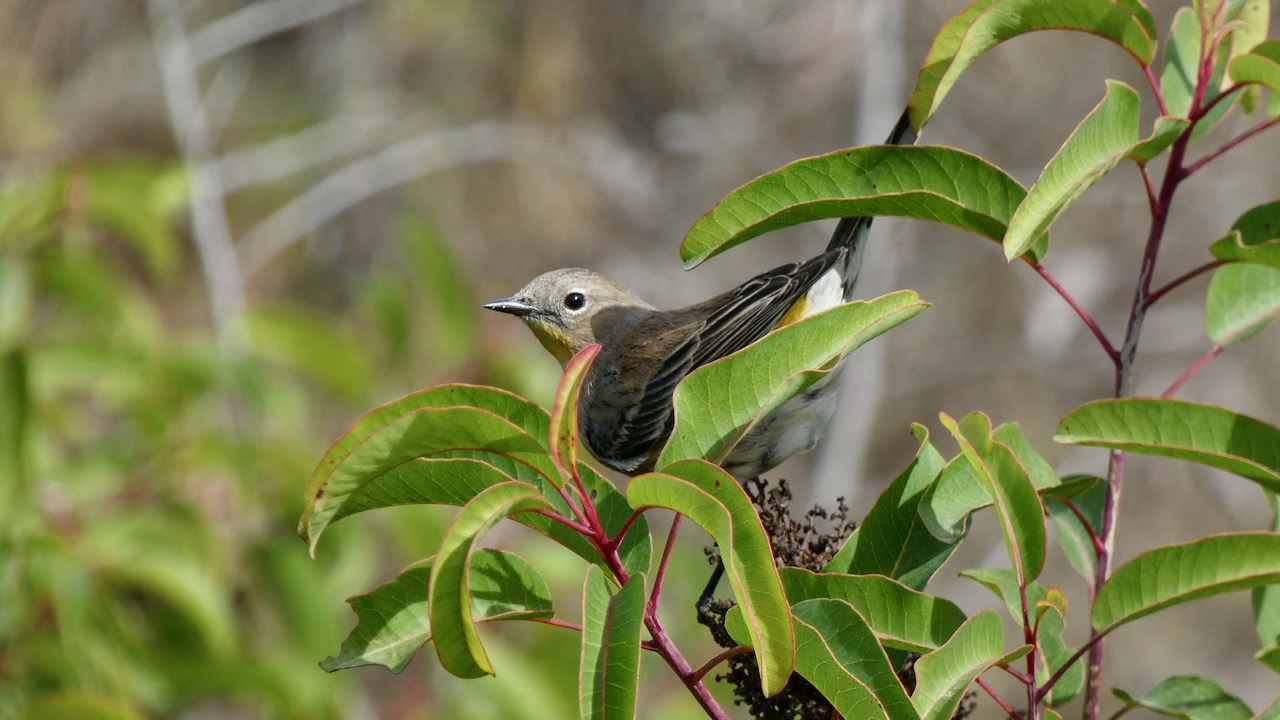 Yellow-rumped Warbler