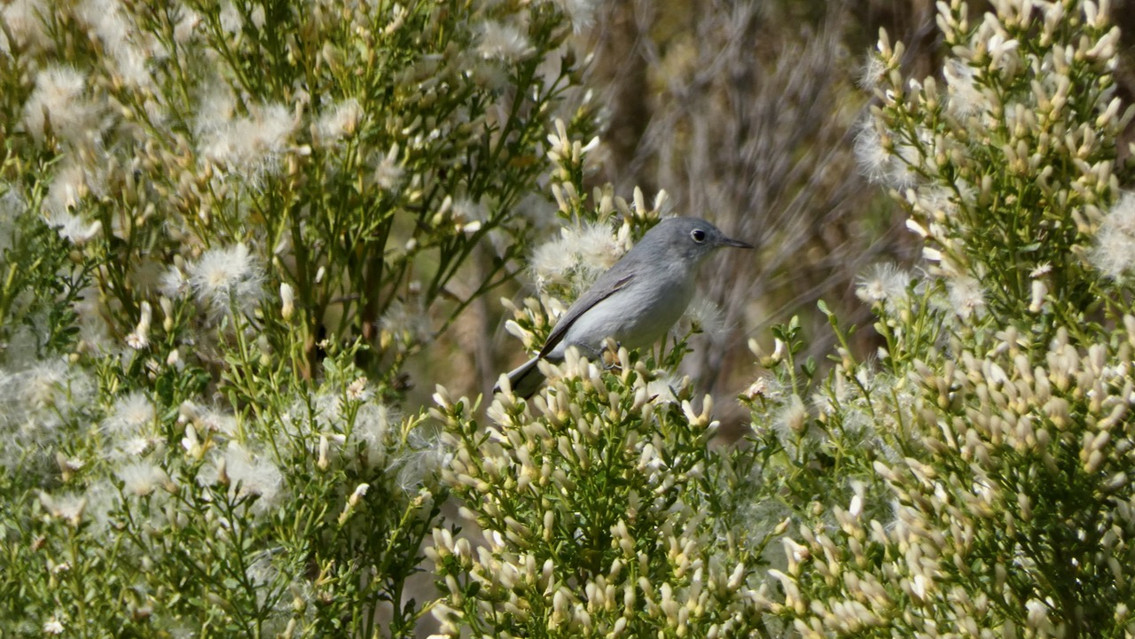 Blue-gray Gnatcatcher