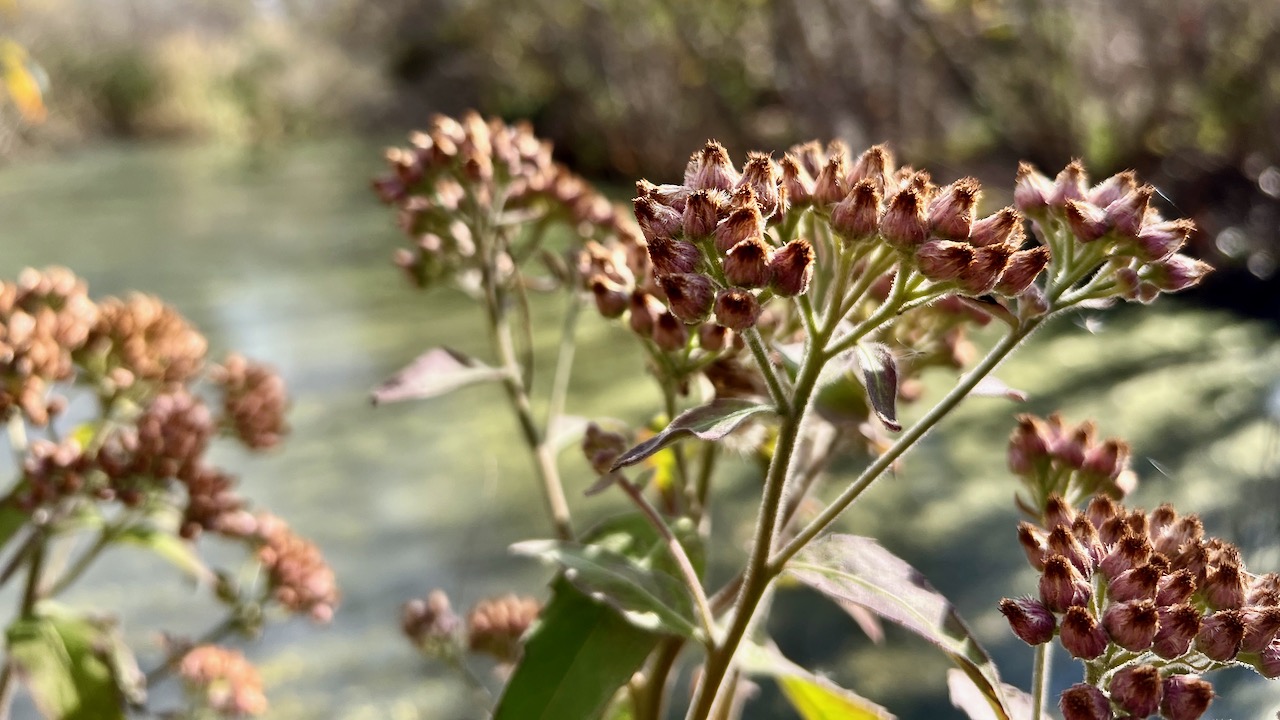 Saltmarsh fleabane