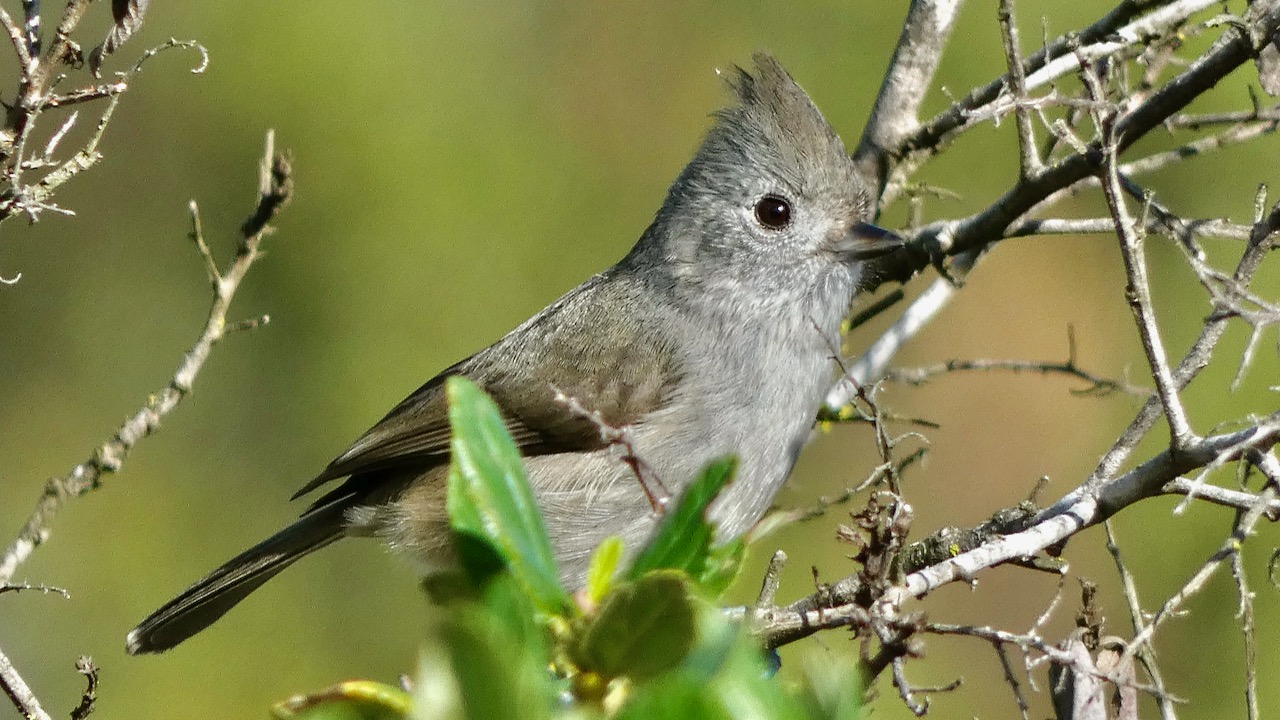 Oak Titmouse