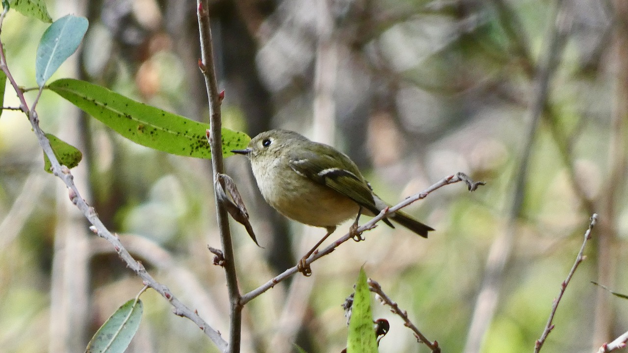 Ruby-crowned Kinglet