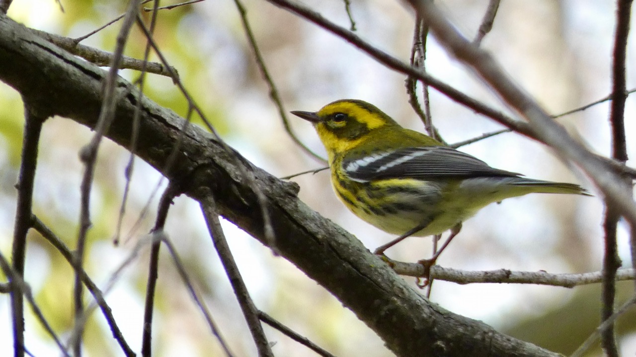 Townsend's Warbler