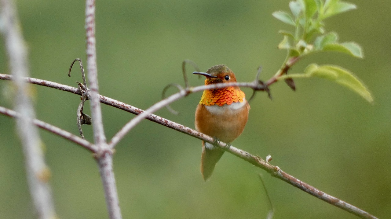 Allen's Hummingbird