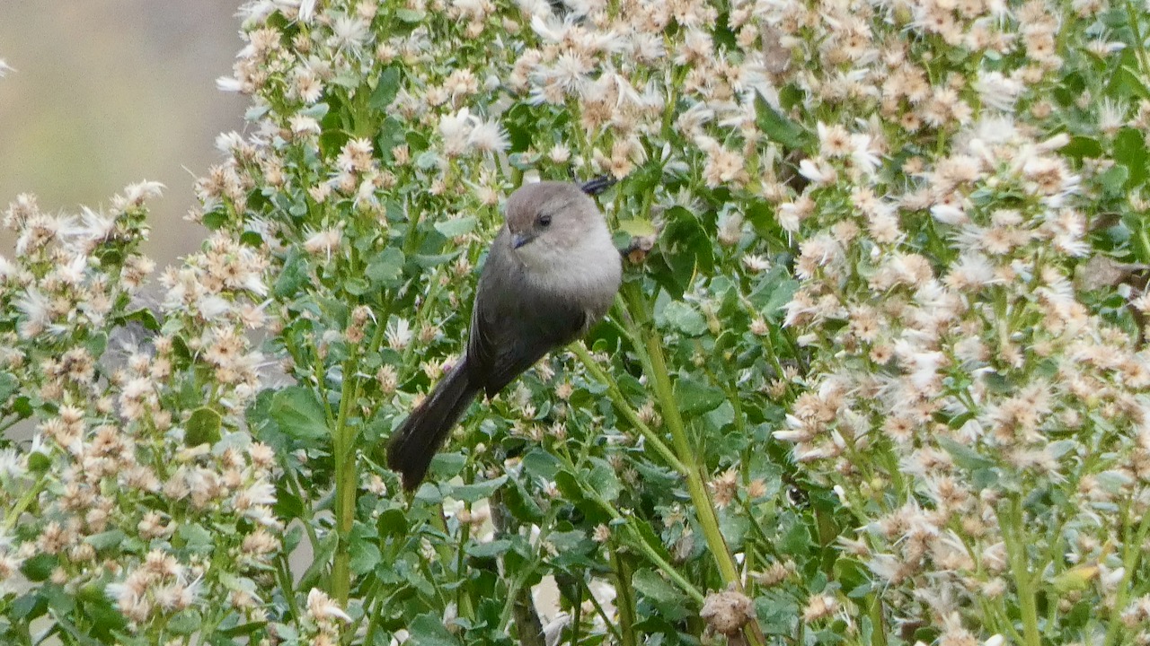 Bushtit