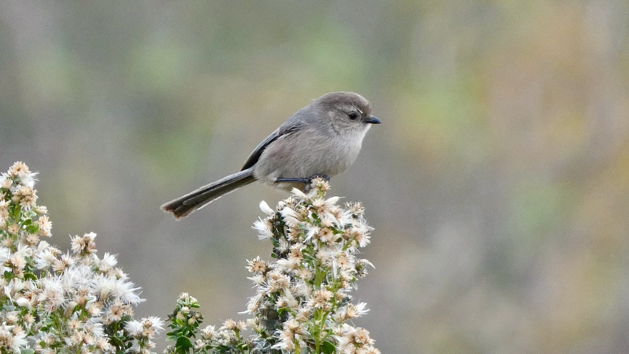 Bushtit