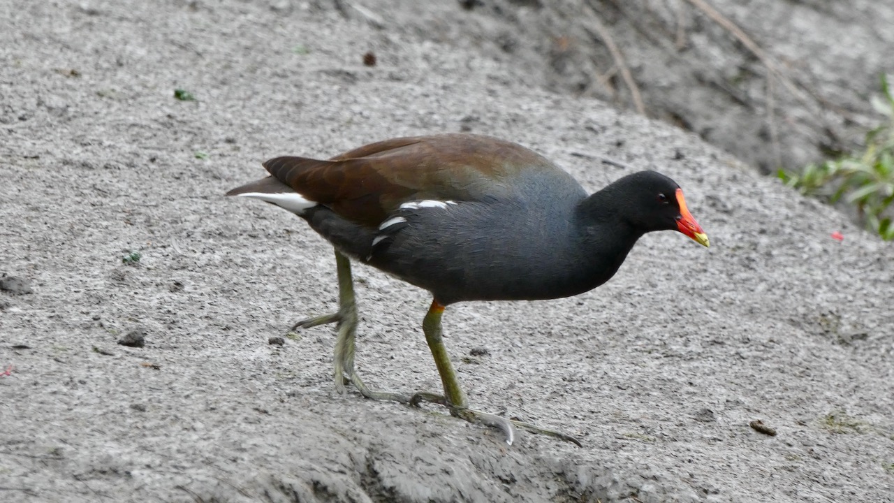 Common Gallinule