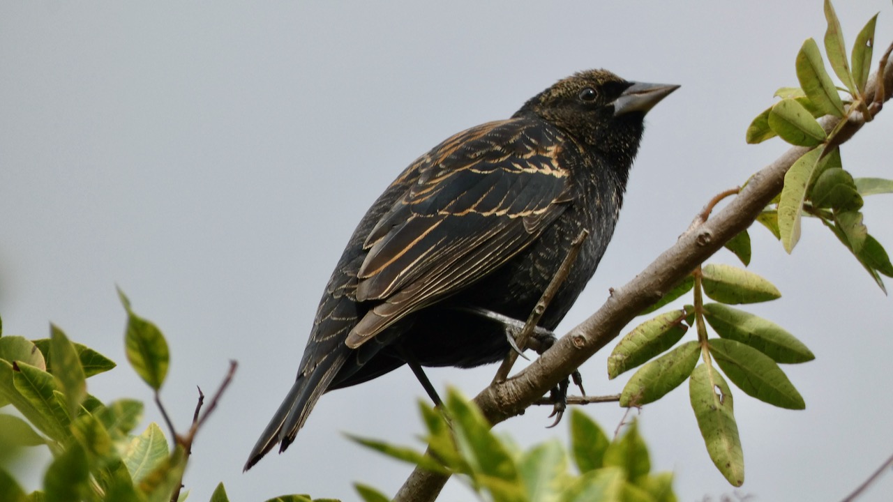 Red-winged Blackbird