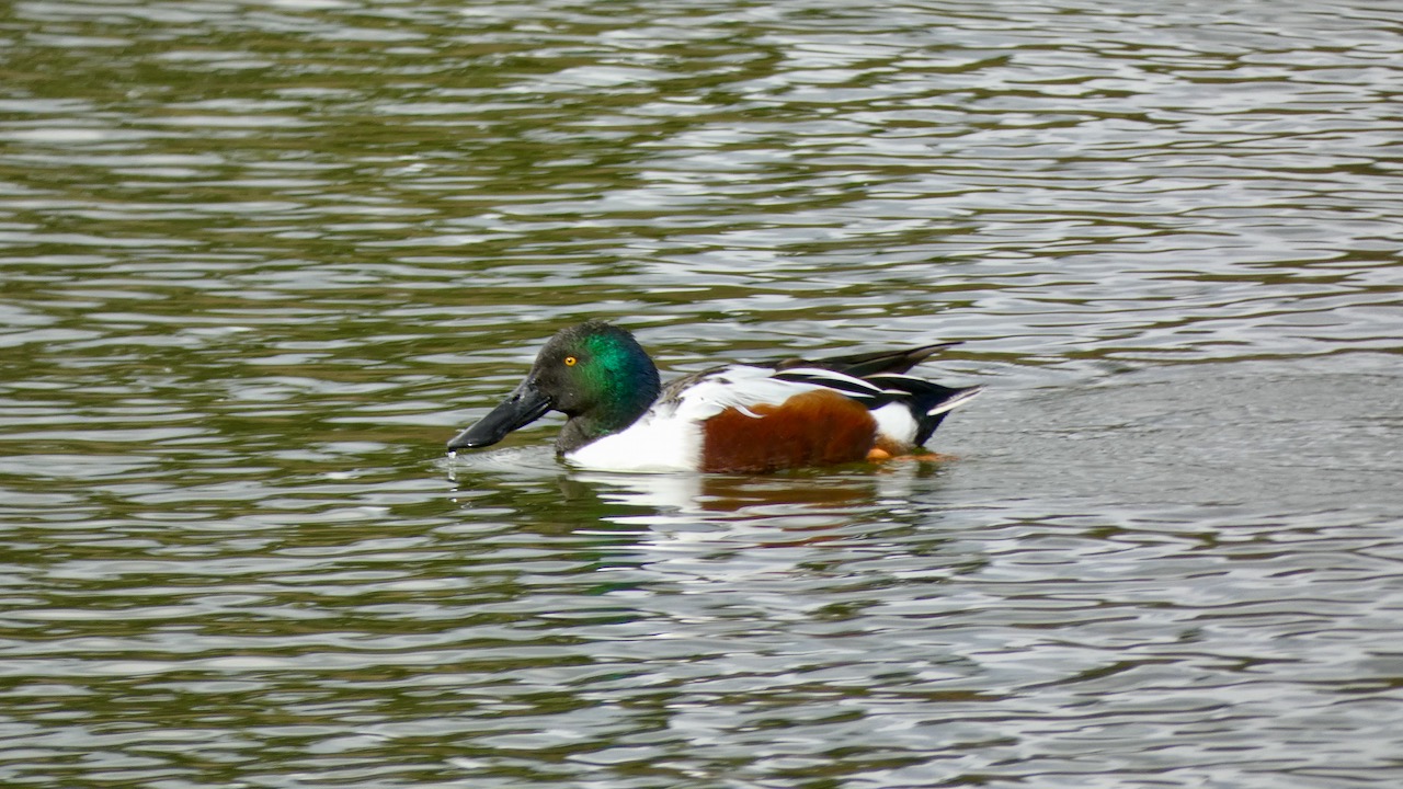 Northern Shoveler