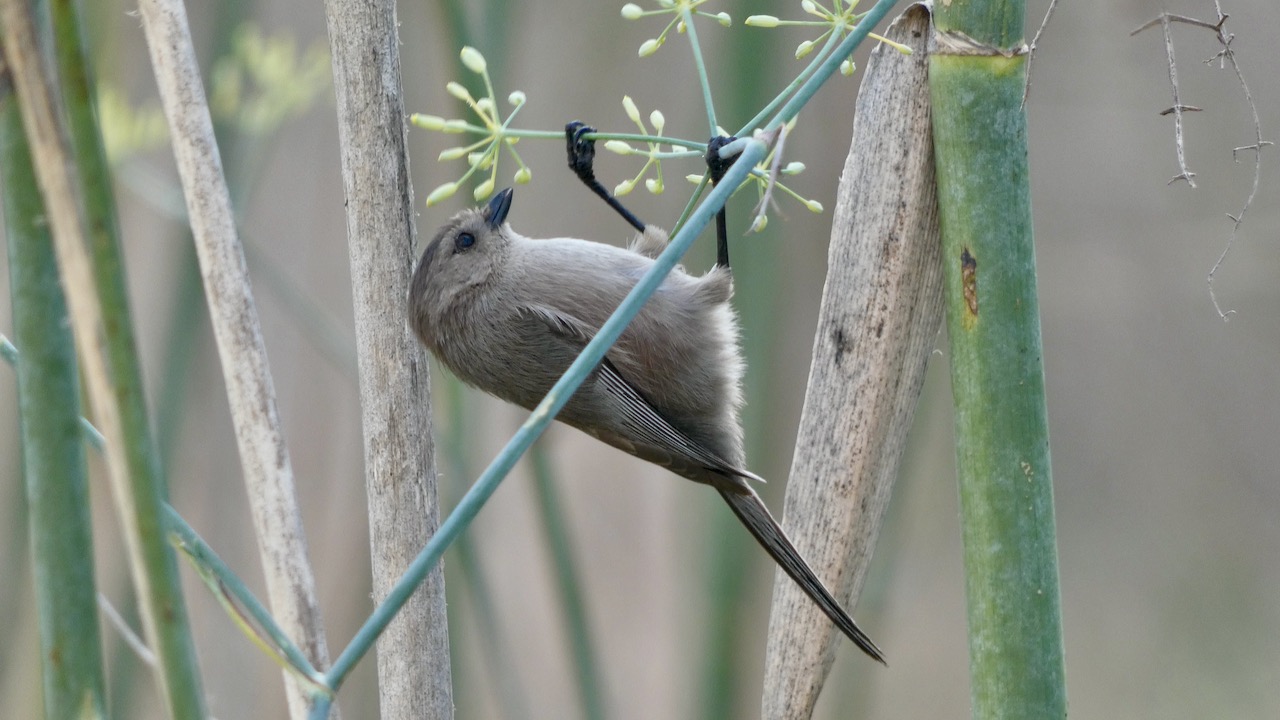 Bushtit