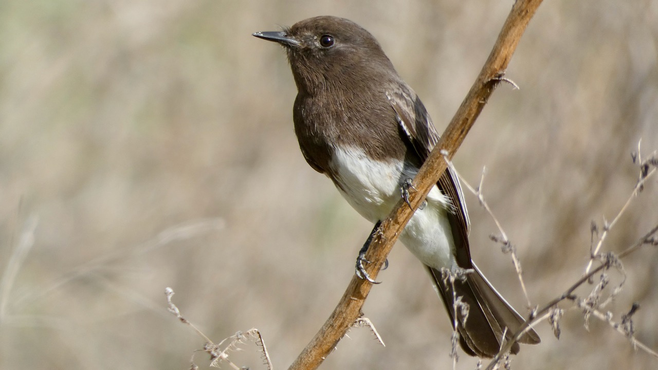 Black Phoebe