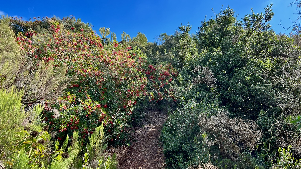 Trail View