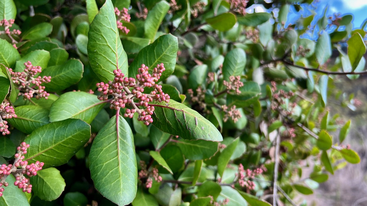 Lemonade sumac