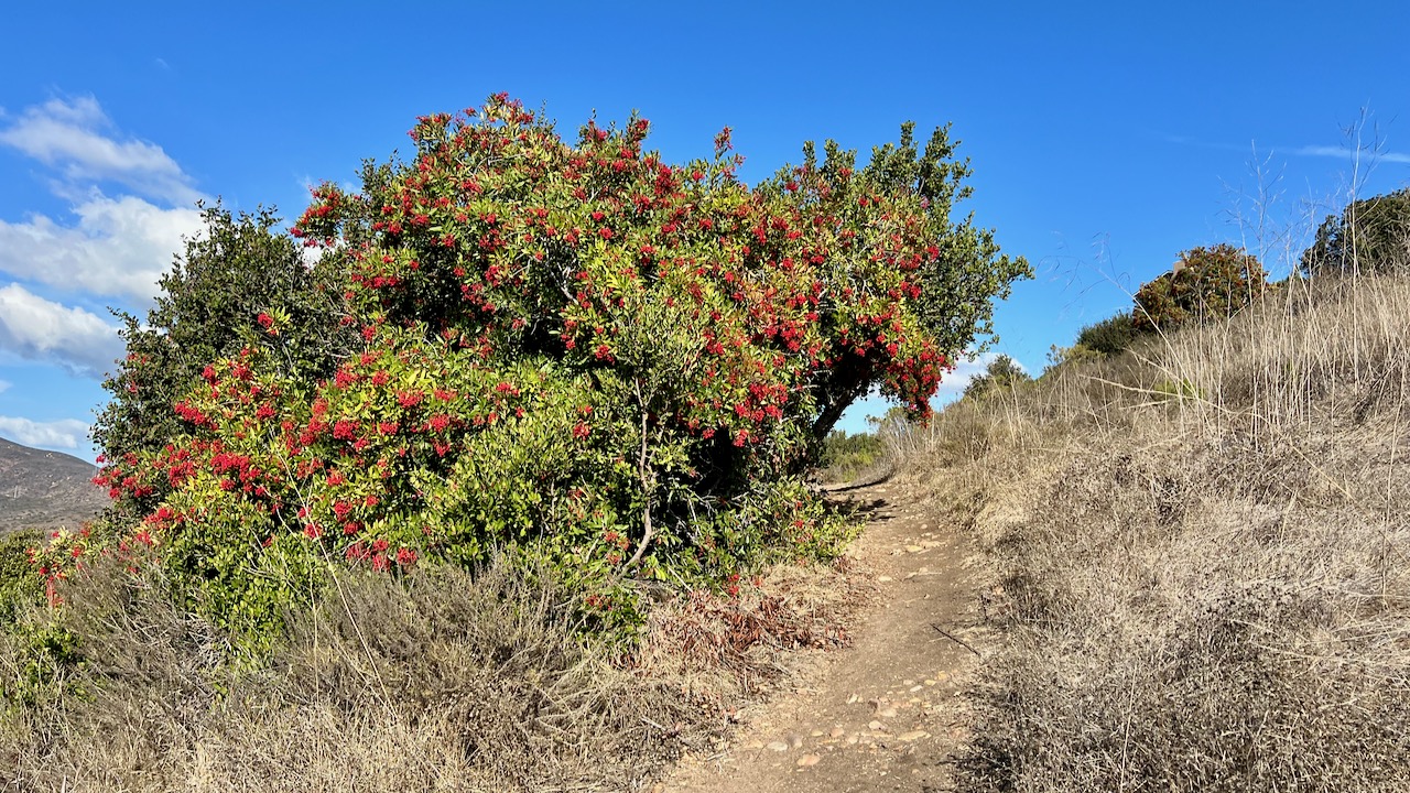 Trail View