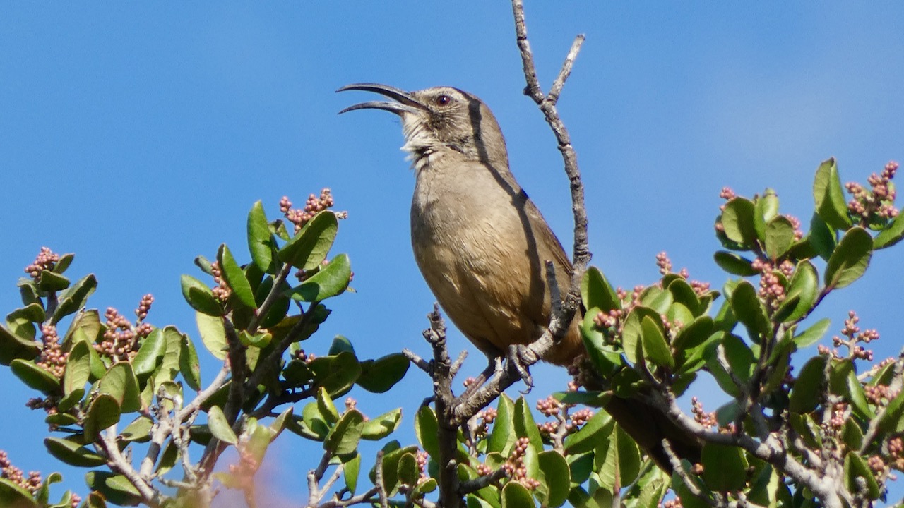 California Thrasher