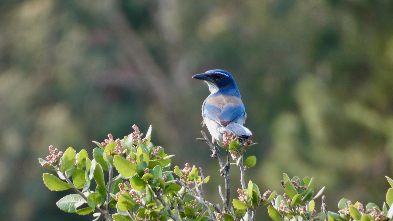 California Scrub-jay