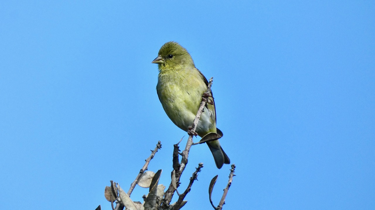 Lesser Goldfinch