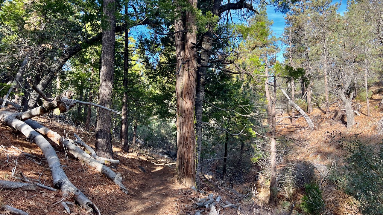 Trail View