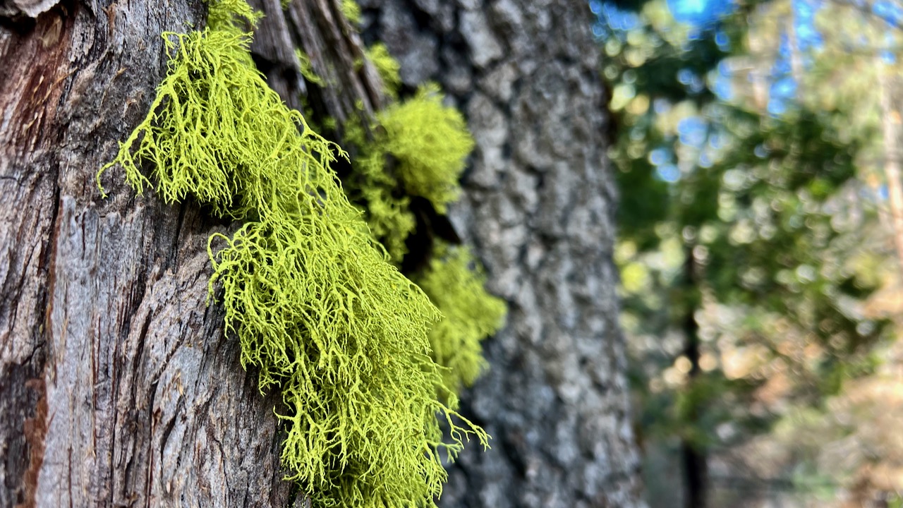 Moss covered tree