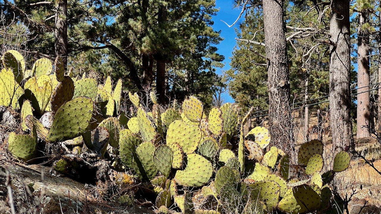 Opuntia