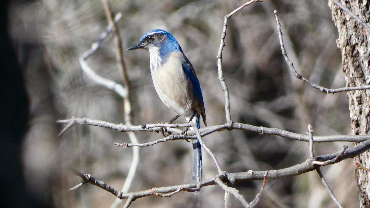 California Scrub-jay