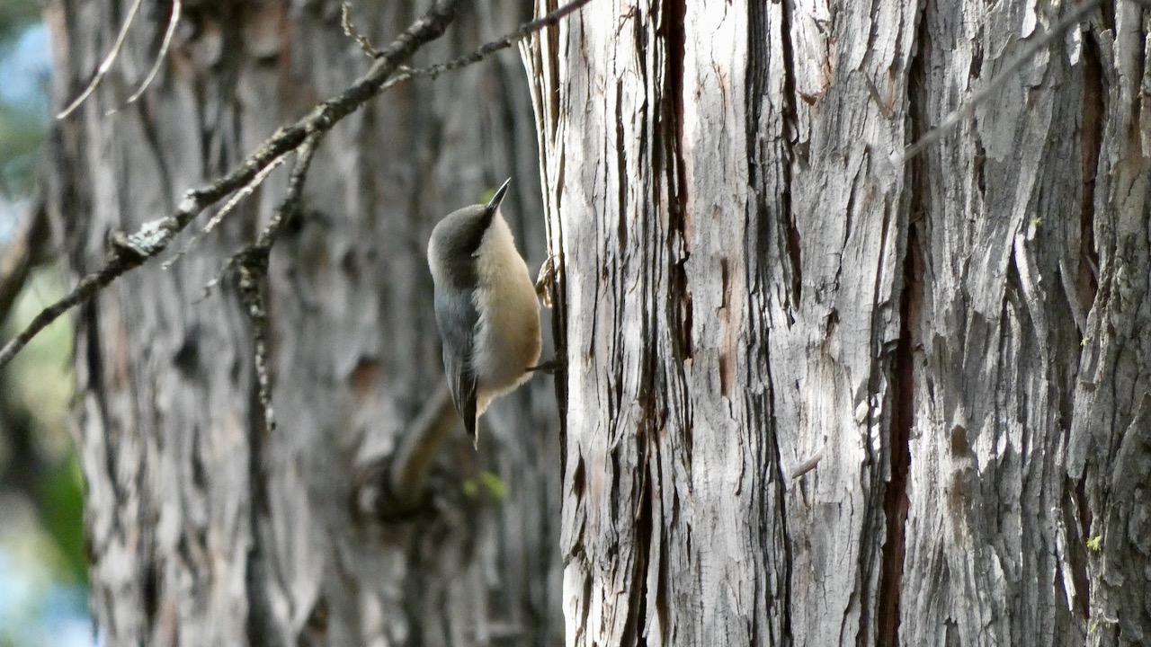 Pygmy Nuthatch